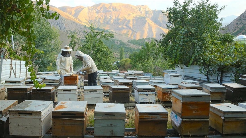 Hakkari’de arıcılar bu yıl balın kalitesinden ve veriminden memnun